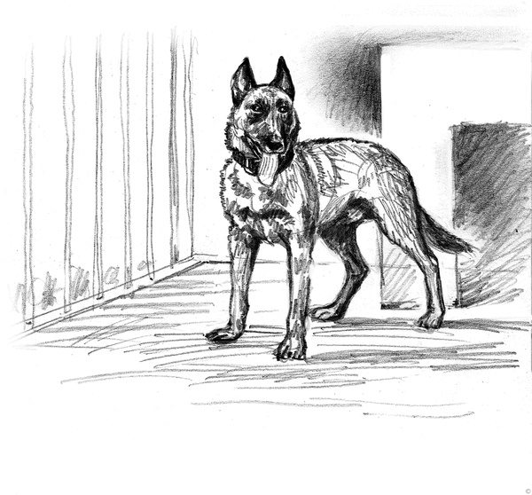 Иллюстрация к книге — Собаки и мы. Записки дрессировщика [ris13_.jpg]