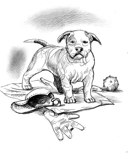 Иллюстрация к книге — Собаки и мы. Записки дрессировщика [ris26_.jpg]