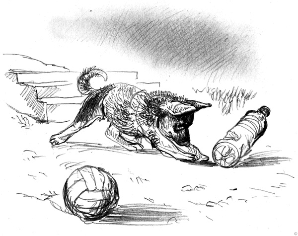 Иллюстрация к книге — Собаки и мы. Записки дрессировщика [ris27_.jpg]