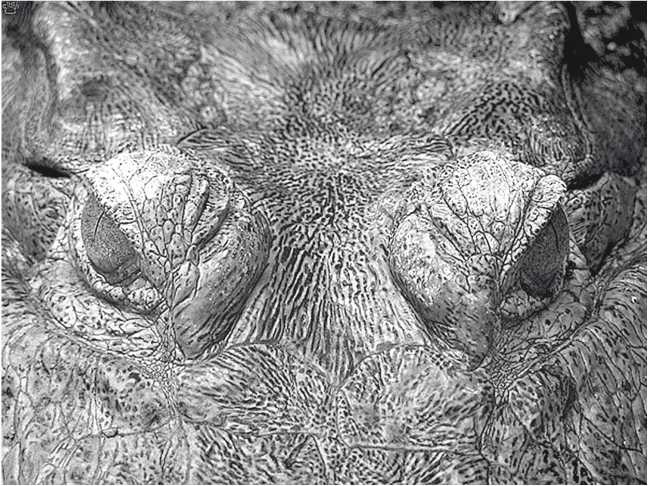 Иллюстрация к книге — Песни драконов. Любовь и приключения в мире крокодилов и прочих динозавровых родственников [i_002.jpg]