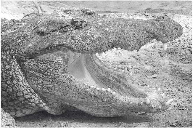 Иллюстрация к книге — Песни драконов. Любовь и приключения в мире крокодилов и прочих динозавровых родственников [i_012.jpg]