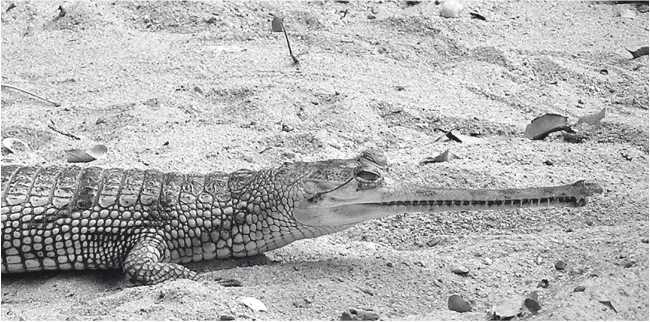 Иллюстрация к книге — Песни драконов. Любовь и приключения в мире крокодилов и прочих динозавровых родственников [i_017.jpg]