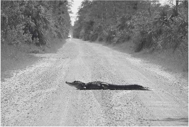 Иллюстрация к книге — Песни драконов. Любовь и приключения в мире крокодилов и прочих динозавровых родственников [i_018.jpg]