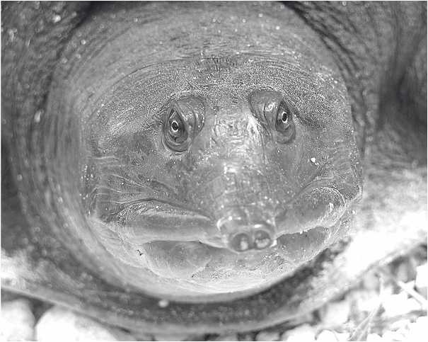 Иллюстрация к книге — Песни драконов. Любовь и приключения в мире крокодилов и прочих динозавровых родственников [i_019.jpg]