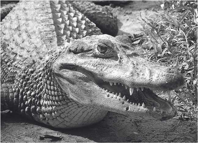 Иллюстрация к книге — Песни драконов. Любовь и приключения в мире крокодилов и прочих динозавровых родственников [i_021.jpg]