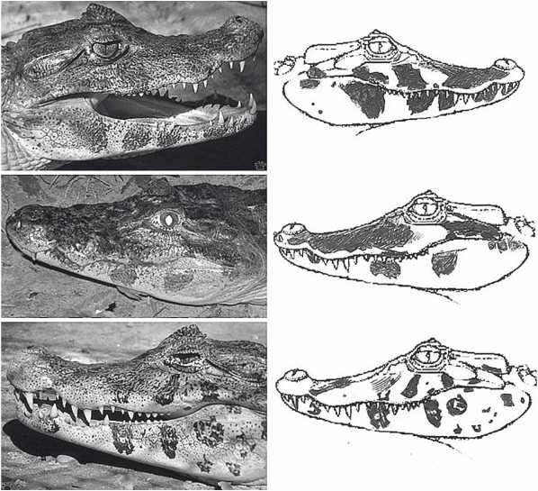 Иллюстрация к книге — Песни драконов. Любовь и приключения в мире крокодилов и прочих динозавровых родственников [i_025.jpg]