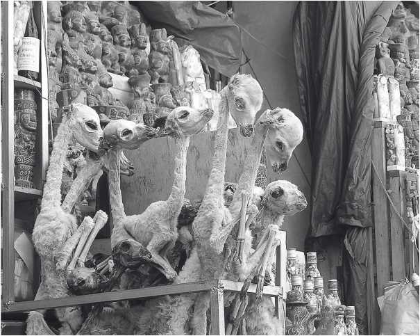 Иллюстрация к книге — Песни драконов. Любовь и приключения в мире крокодилов и прочих динозавровых родственников [i_029.jpg]