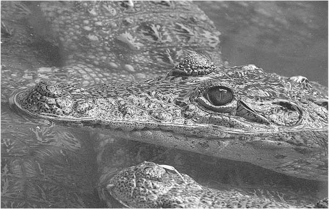 Иллюстрация к книге — Песни драконов. Любовь и приключения в мире крокодилов и прочих динозавровых родственников [i_034.jpg]