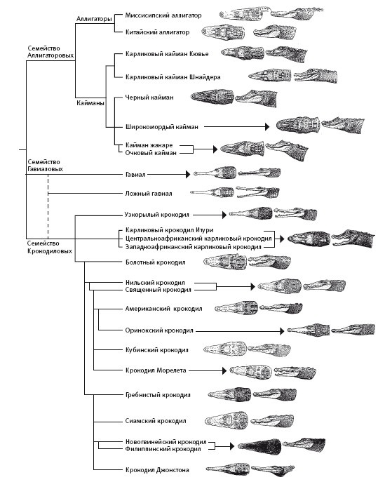 Иллюстрация к книге — Песни драконов. Любовь и приключения в мире крокодилов и прочих динозавровых родственников [i_035.jpg]