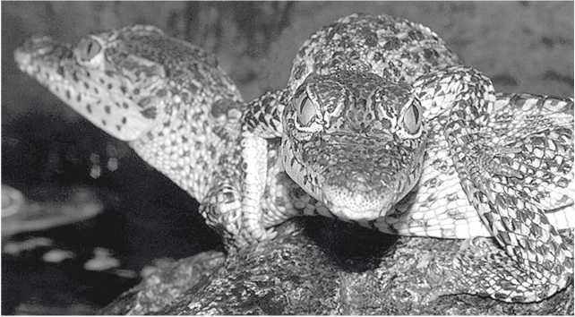 Иллюстрация к книге — Песни драконов. Любовь и приключения в мире крокодилов и прочих динозавровых родственников [i_036.jpg]