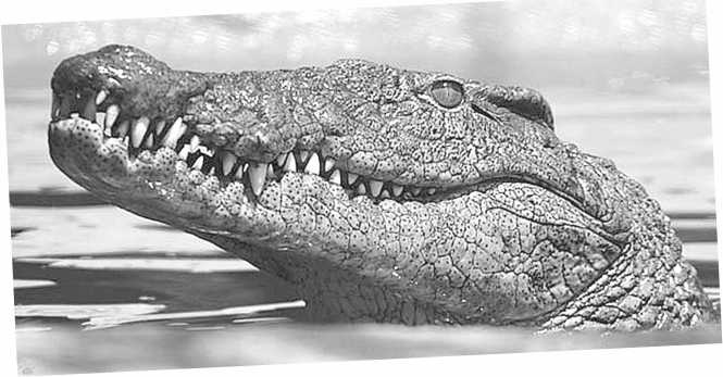 Иллюстрация к книге — Песни драконов. Любовь и приключения в мире крокодилов и прочих динозавровых родственников [i_039.jpg]