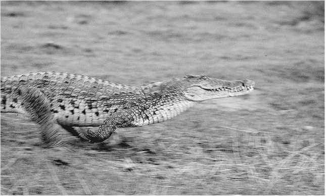 Иллюстрация к книге — Песни драконов. Любовь и приключения в мире крокодилов и прочих динозавровых родственников [i_041.jpg]