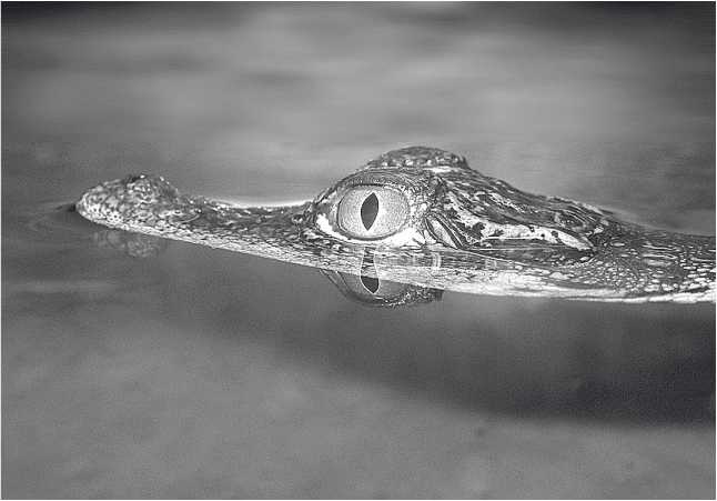 Иллюстрация к книге — Песни драконов. Любовь и приключения в мире крокодилов и прочих динозавровых родственников [i_049.jpg]