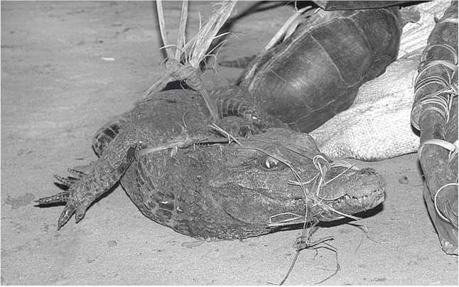 Иллюстрация к книге — Песни драконов. Любовь и приключения в мире крокодилов и прочих динозавровых родственников [i_050.jpg]