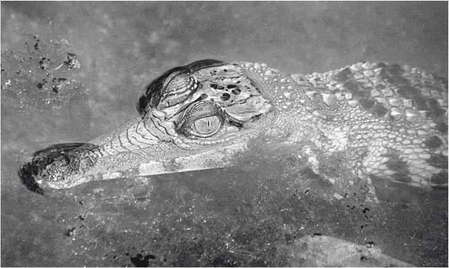 Иллюстрация к книге — Песни драконов. Любовь и приключения в мире крокодилов и прочих динозавровых родственников [i_052.jpg]