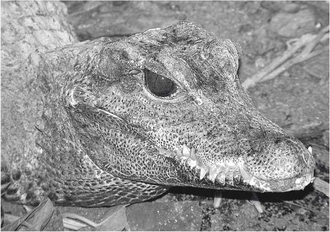 Иллюстрация к книге — Песни драконов. Любовь и приключения в мире крокодилов и прочих динозавровых родственников [i_053.jpg]