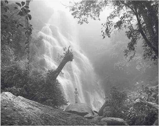 Иллюстрация к книге — Песни драконов. Любовь и приключения в мире крокодилов и прочих динозавровых родственников [i_054.jpg]