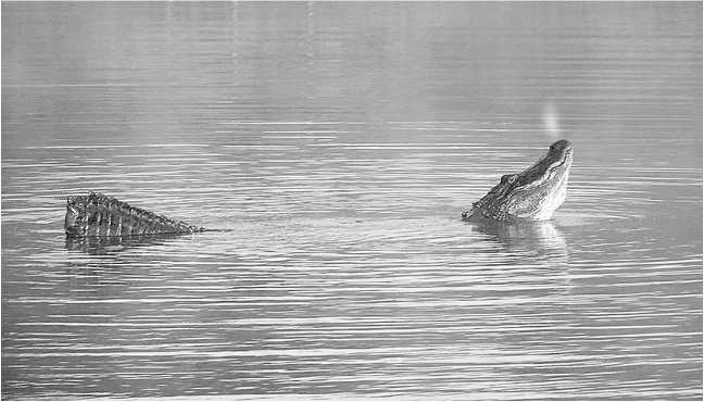 Иллюстрация к книге — Песни драконов. Любовь и приключения в мире крокодилов и прочих динозавровых родственников [i_056.jpg]