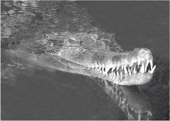 Иллюстрация к книге — Песни драконов. Любовь и приключения в мире крокодилов и прочих динозавровых родственников [i_059.jpg]