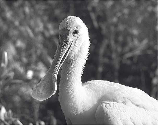 Иллюстрация к книге — Песни драконов. Любовь и приключения в мире крокодилов и прочих динозавровых родственников [i_067.jpg]