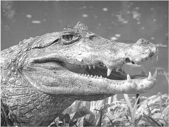 Иллюстрация к книге — Песни драконов. Любовь и приключения в мире крокодилов и прочих динозавровых родственников [i_068.jpg]