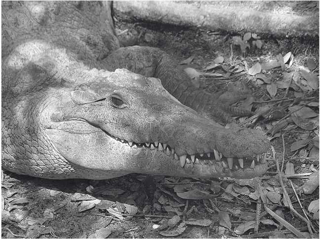 Иллюстрация к книге — Песни драконов. Любовь и приключения в мире крокодилов и прочих динозавровых родственников [i_069.jpg]