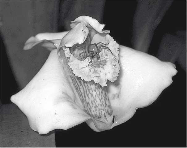 Иллюстрация к книге — Песни драконов. Любовь и приключения в мире крокодилов и прочих динозавровых родственников [i_070.jpg]