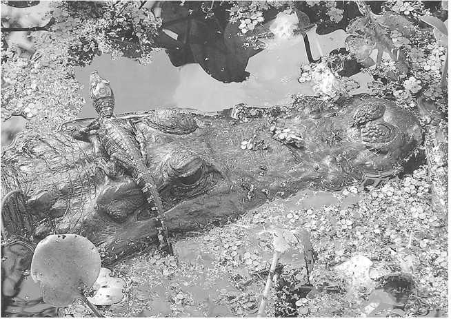 Иллюстрация к книге — Песни драконов. Любовь и приключения в мире крокодилов и прочих динозавровых родственников [i_072.jpg]