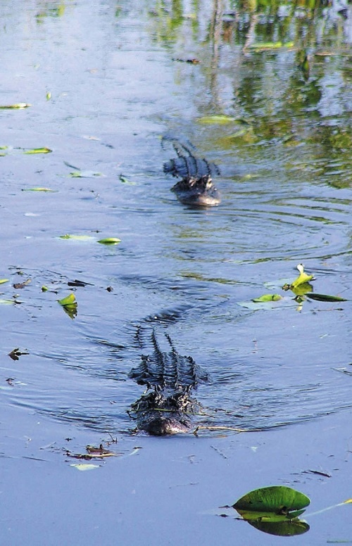 Иллюстрация к книге — Песни драконов. Любовь и приключения в мире крокодилов и прочих динозавровых родственников [i_073.jpg]