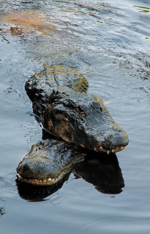 Иллюстрация к книге — Песни драконов. Любовь и приключения в мире крокодилов и прочих динозавровых родственников [i_075.jpg]