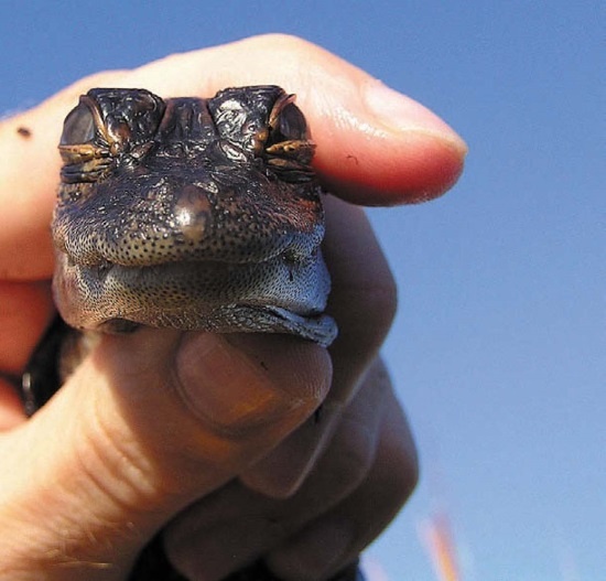 Иллюстрация к книге — Песни драконов. Любовь и приключения в мире крокодилов и прочих динозавровых родственников [i_079.jpg]