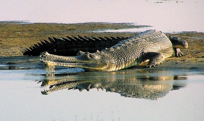 Иллюстрация к книге — Песни драконов. Любовь и приключения в мире крокодилов и прочих динозавровых родственников [i_082.jpg]