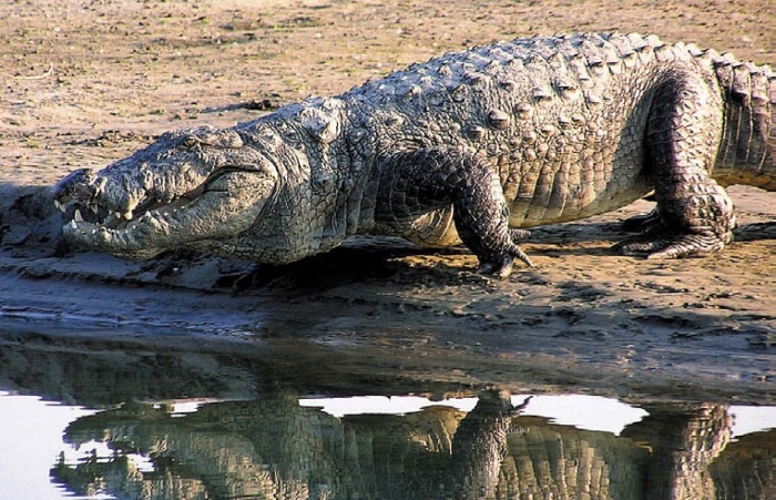 Иллюстрация к книге — Песни драконов. Любовь и приключения в мире крокодилов и прочих динозавровых родственников [i_084.jpg]