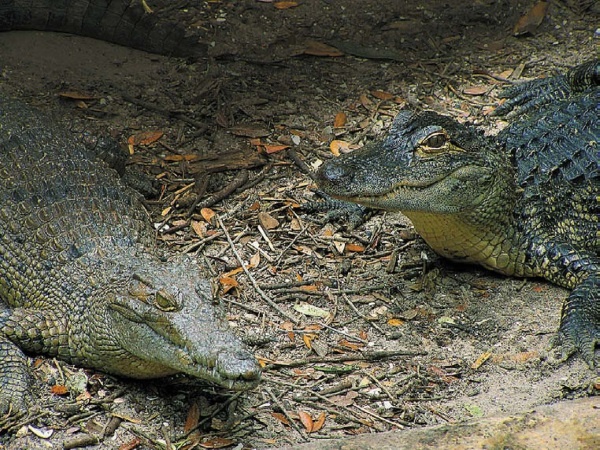 Иллюстрация к книге — Песни драконов. Любовь и приключения в мире крокодилов и прочих динозавровых родственников [i_089.jpg]