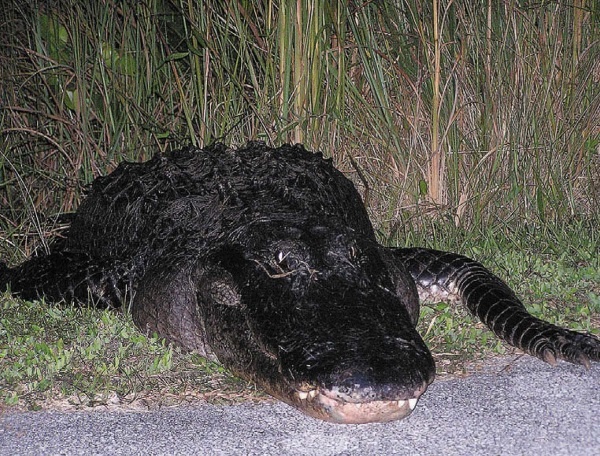 Иллюстрация к книге — Песни драконов. Любовь и приключения в мире крокодилов и прочих динозавровых родственников [i_090.jpg]
