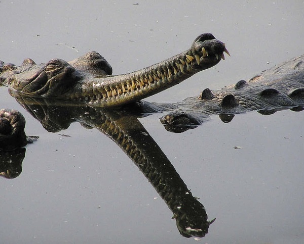 Иллюстрация к книге — Песни драконов. Любовь и приключения в мире крокодилов и прочих динозавровых родственников [i_091.jpg]