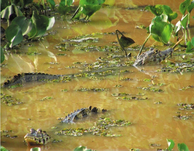 Иллюстрация к книге — Песни драконов. Любовь и приключения в мире крокодилов и прочих динозавровых родственников [i_096.jpg]