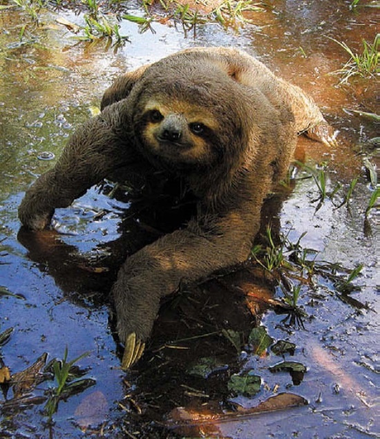 Иллюстрация к книге — Песни драконов. Любовь и приключения в мире крокодилов и прочих динозавровых родственников [i_099.jpg]