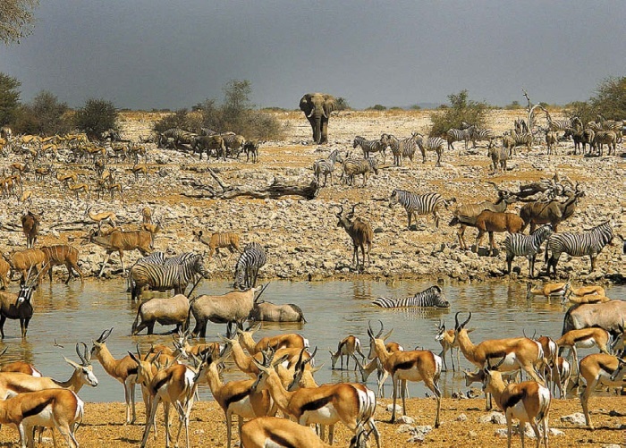 Иллюстрация к книге — Песни драконов. Любовь и приключения в мире крокодилов и прочих динозавровых родственников [i_109.jpg]
