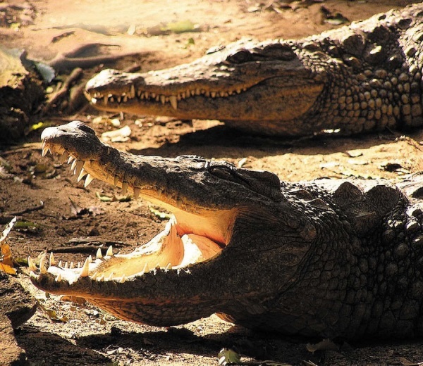 Иллюстрация к книге — Песни драконов. Любовь и приключения в мире крокодилов и прочих динозавровых родственников [i_112.jpg]