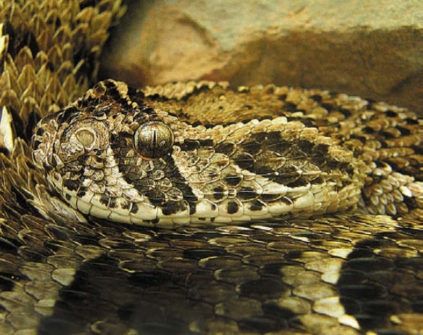 Иллюстрация к книге — Песни драконов. Любовь и приключения в мире крокодилов и прочих динозавровых родственников [i_115.jpg]