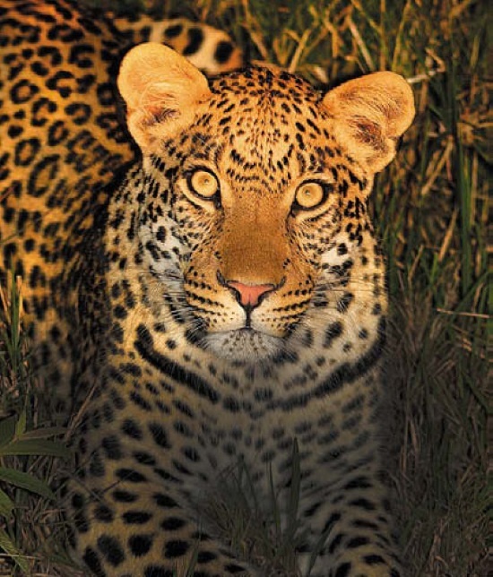 Иллюстрация к книге — Песни драконов. Любовь и приключения в мире крокодилов и прочих динозавровых родственников [i_117.jpg]