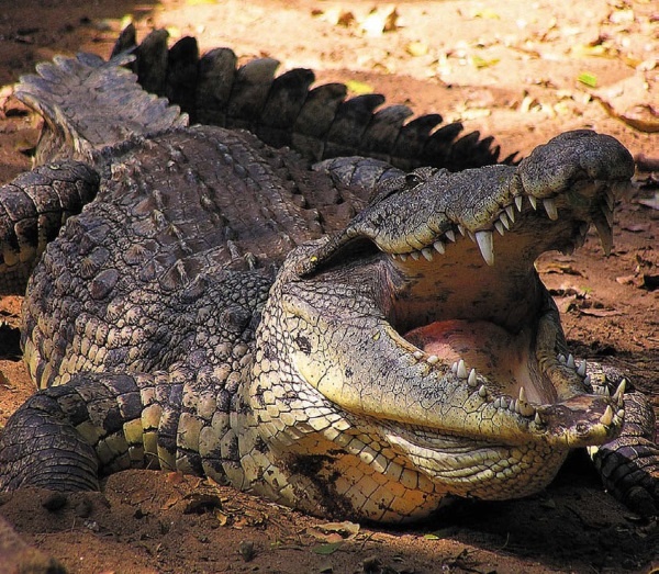 Иллюстрация к книге — Песни драконов. Любовь и приключения в мире крокодилов и прочих динозавровых родственников [i_121.jpg]