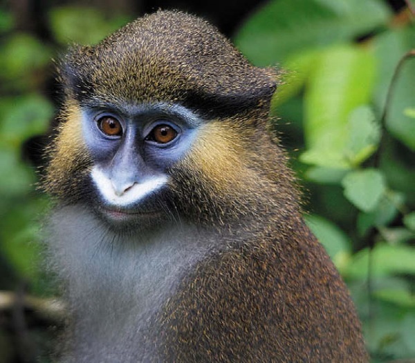 Иллюстрация к книге — Песни драконов. Любовь и приключения в мире крокодилов и прочих динозавровых родственников [i_130.jpg]