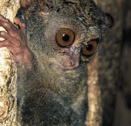 Иллюстрация к книге — Песни драконов. Любовь и приключения в мире крокодилов и прочих динозавровых родственников [i_135.jpg]