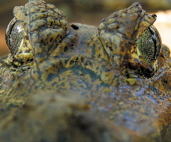 Иллюстрация к книге — Песни драконов. Любовь и приключения в мире крокодилов и прочих динозавровых родственников [i_143.jpg]