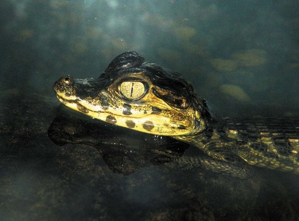 Иллюстрация к книге — Песни драконов. Любовь и приключения в мире крокодилов и прочих динозавровых родственников [i_144.jpg]