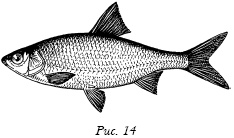 Иллюстрация к книге — Рыбалка. На мормышку без насадки [_14.jpg]