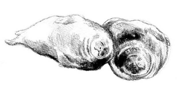 Иллюстрация к книге — Бегство к себе. Жизнь подростка [i_002.jpg]