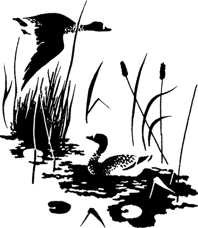 Иллюстрация к книге — Город и лес у моря [i_013.jpg]